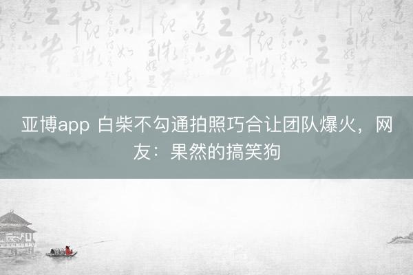 亚博app 白柴不勾通拍照巧合让团队爆火，网友：果然的搞笑狗